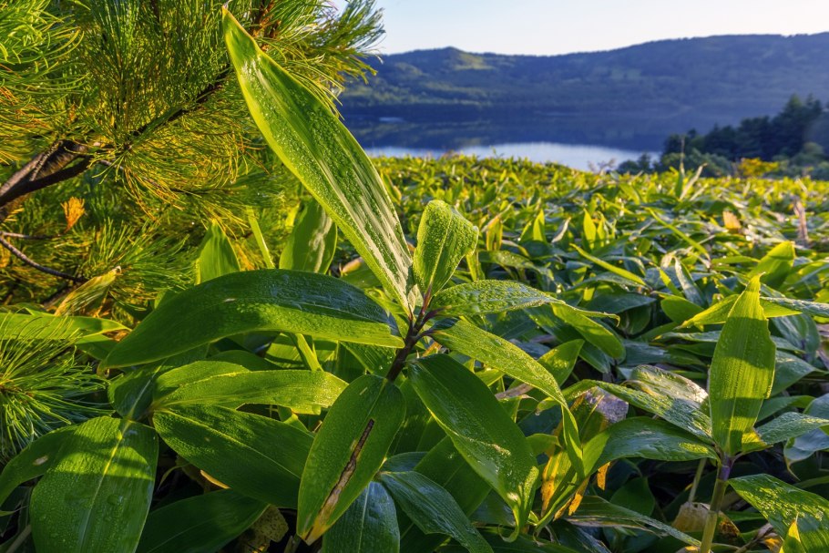 Курильский бамбук Кунашир