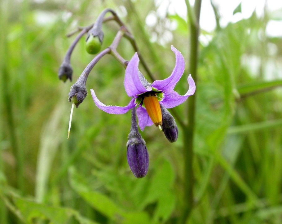 Весенние цветы Сахалина