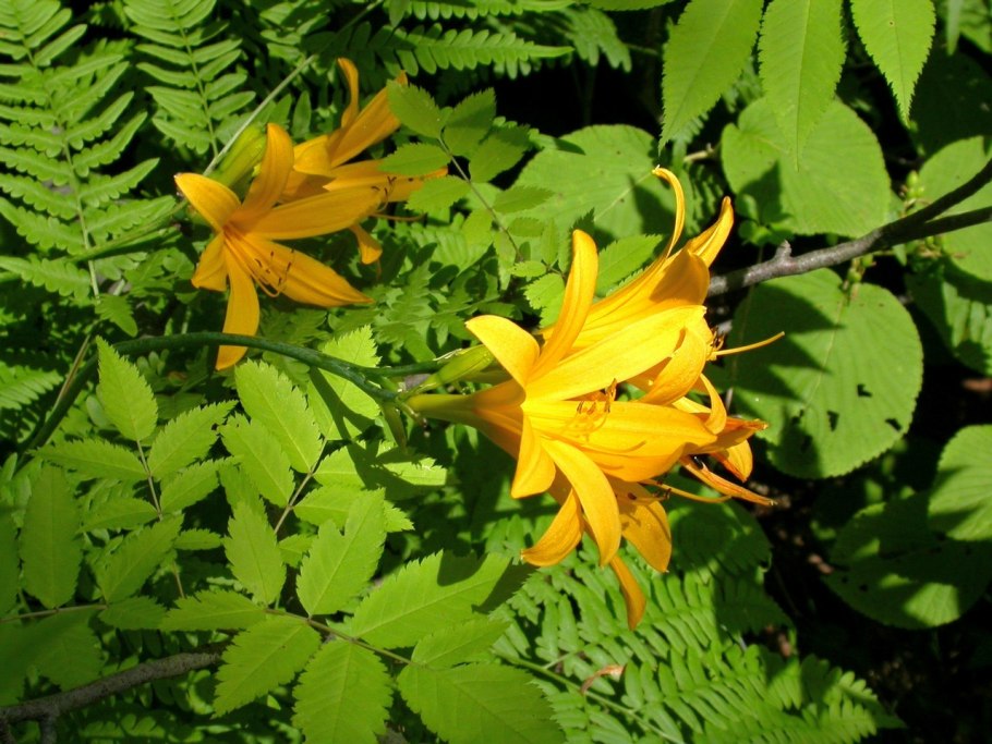 Кедровый стланик Кунашир