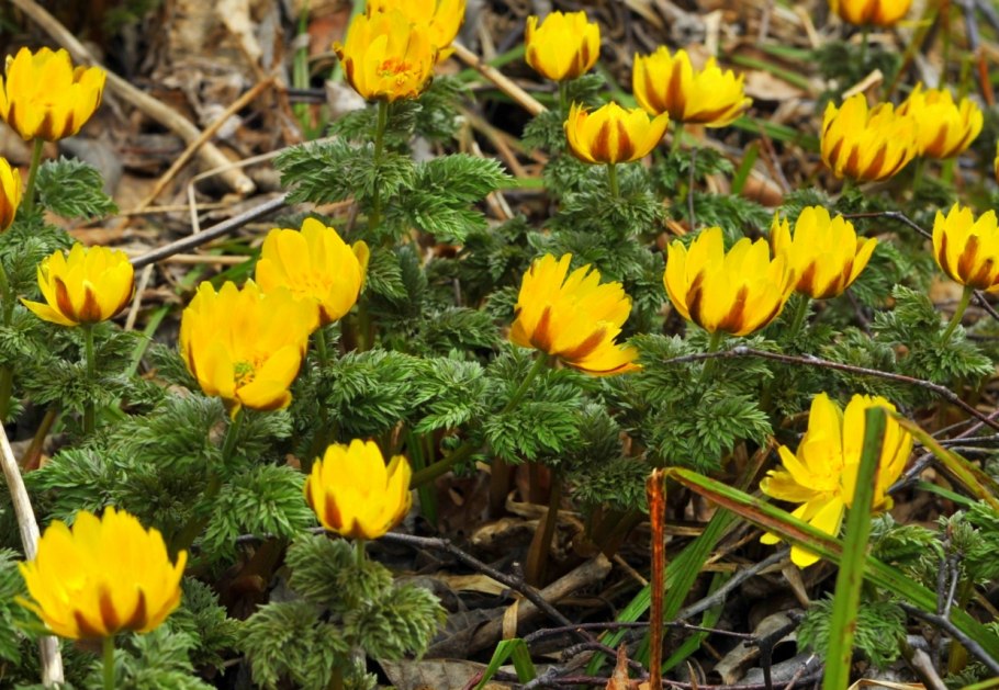 Звери Сахалина