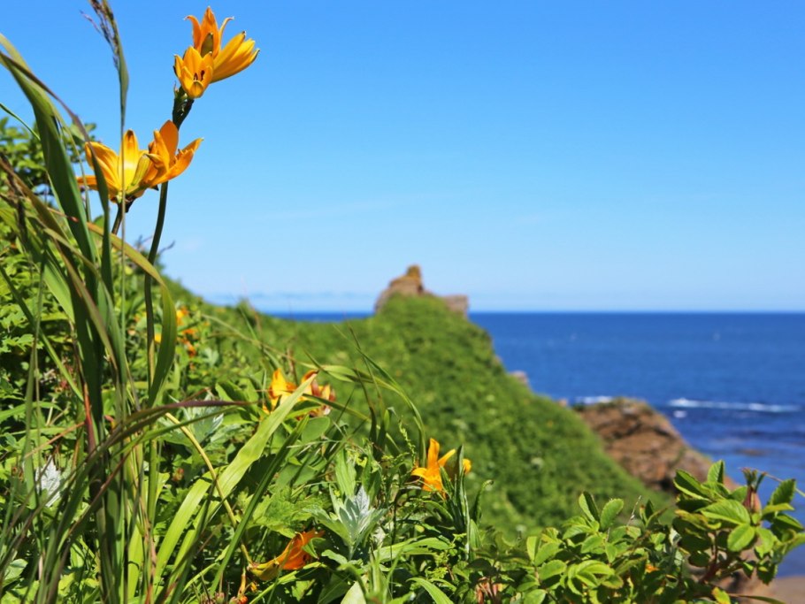 Кунашир флора