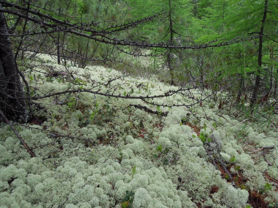 Рододендрон Шлиппенбаха в Приморье