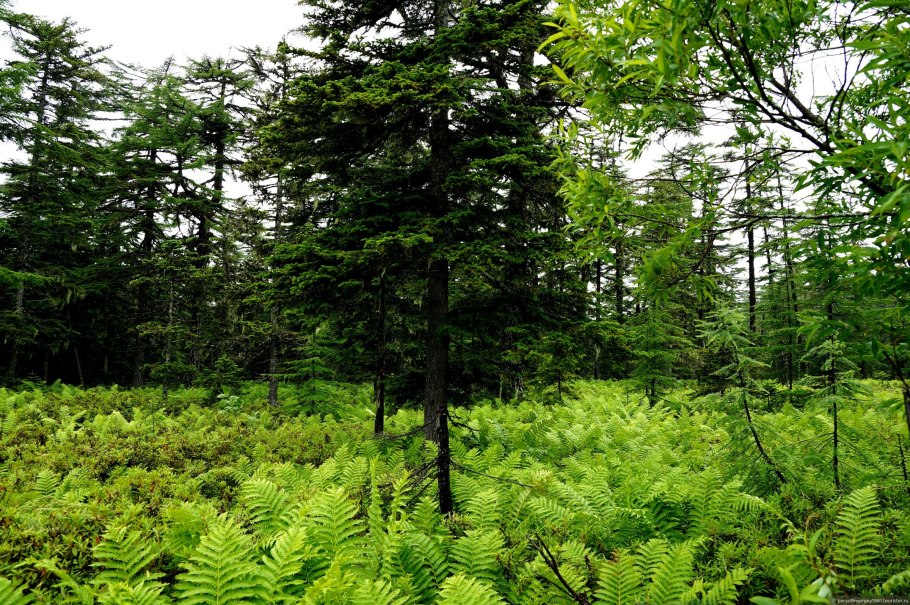 Вулкан Креницына. Сахалинская область, остров Онекотан