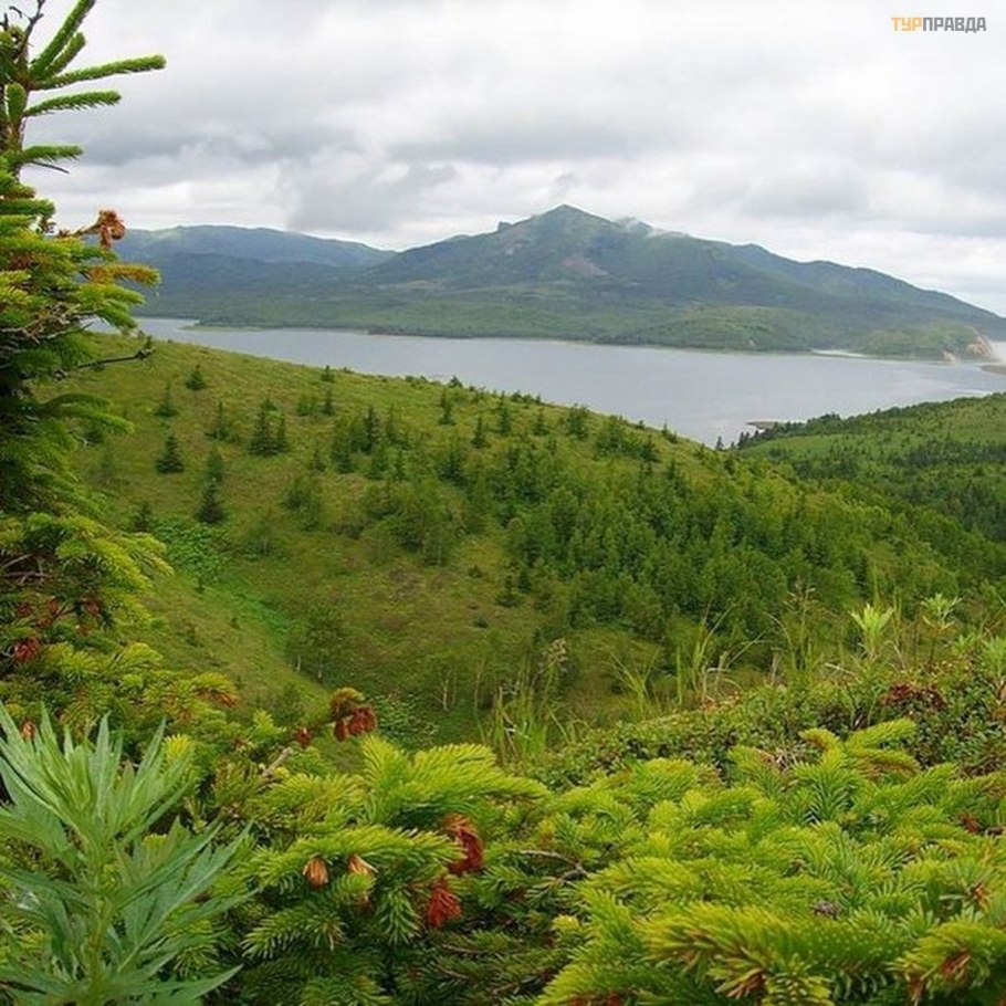 Сахалин Флора растения