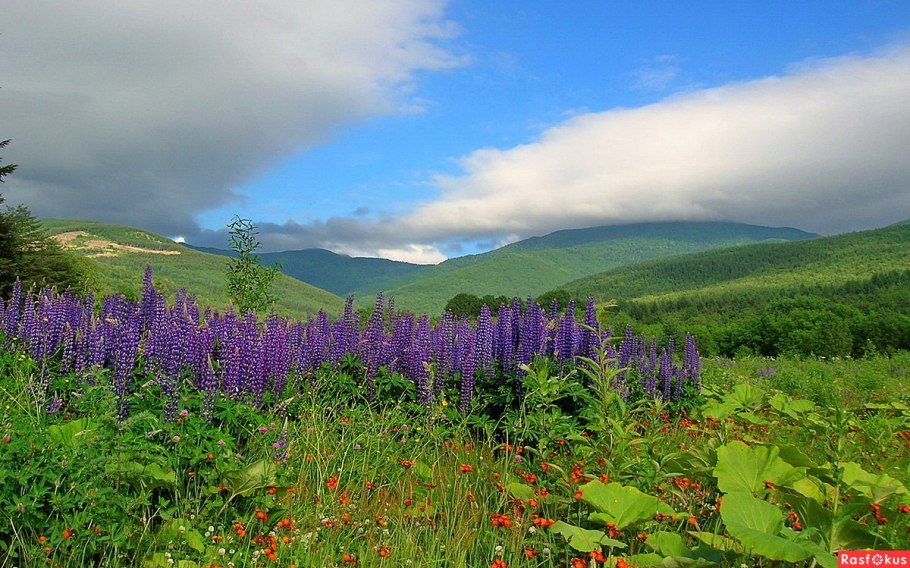 Южно Сахалинск приртжа