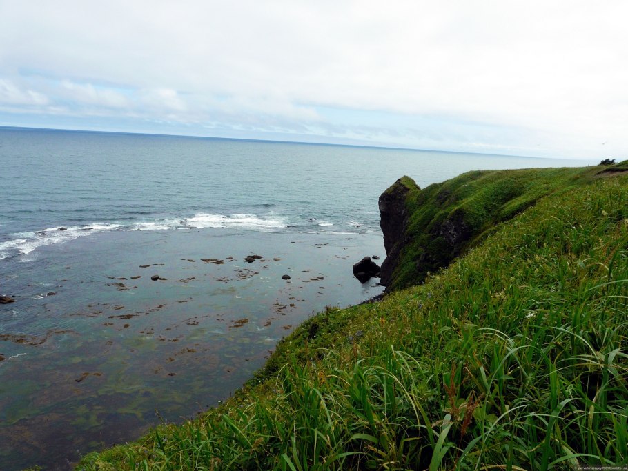 Шантарские острова тюлени