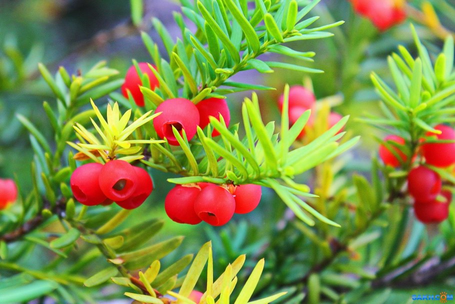 Сосна Кедровый стланик