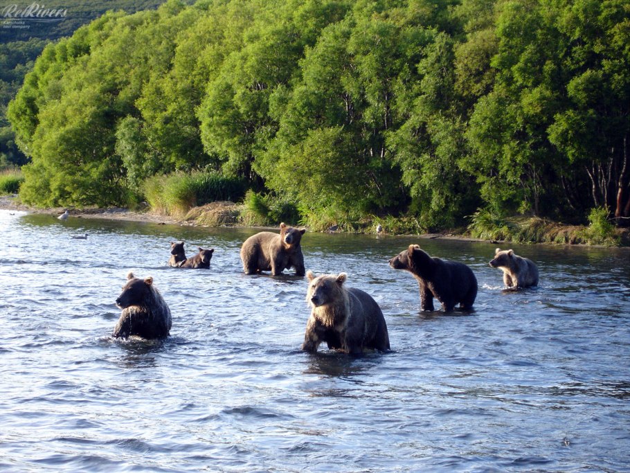 Цветущие растения острова Итуруп