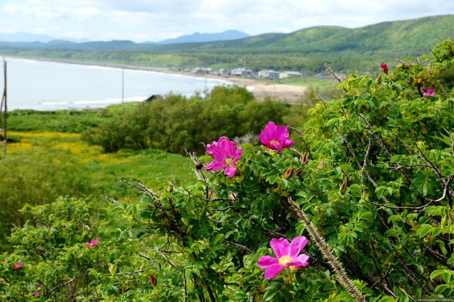 Флора и фауна Сахалина