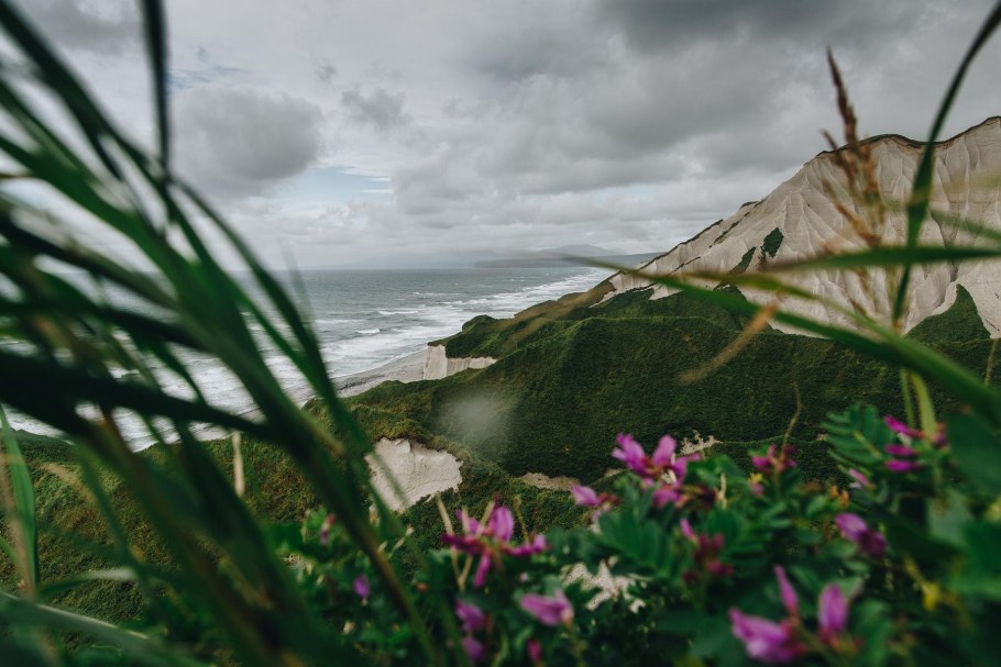 Дикорастущие цветы Сахалина