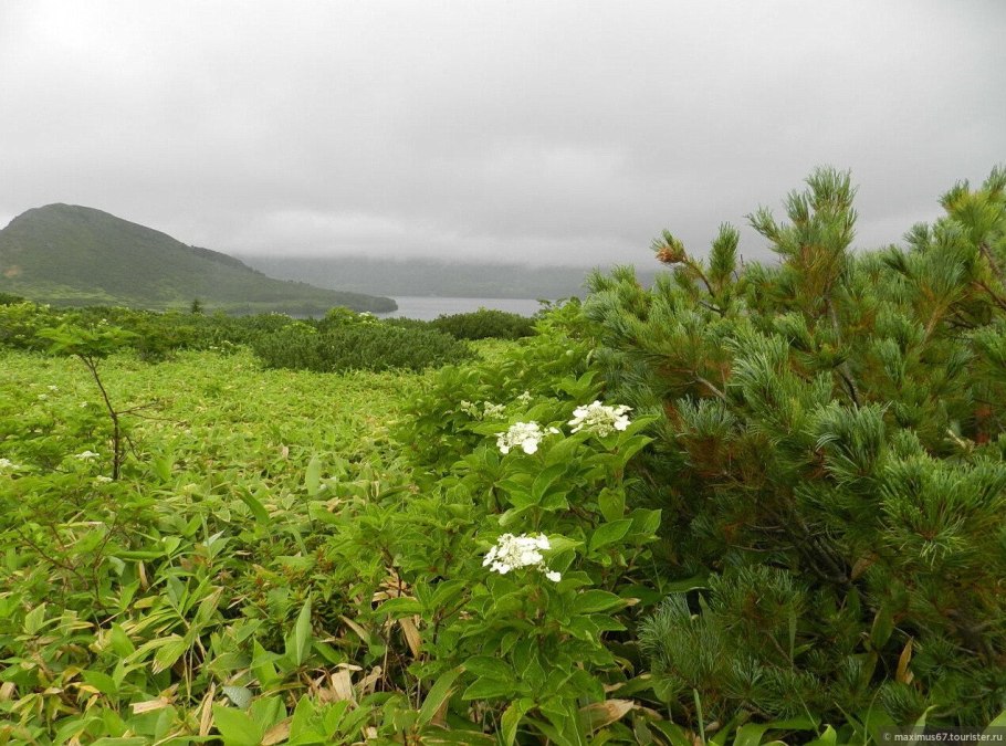 Растения Сахалинской области