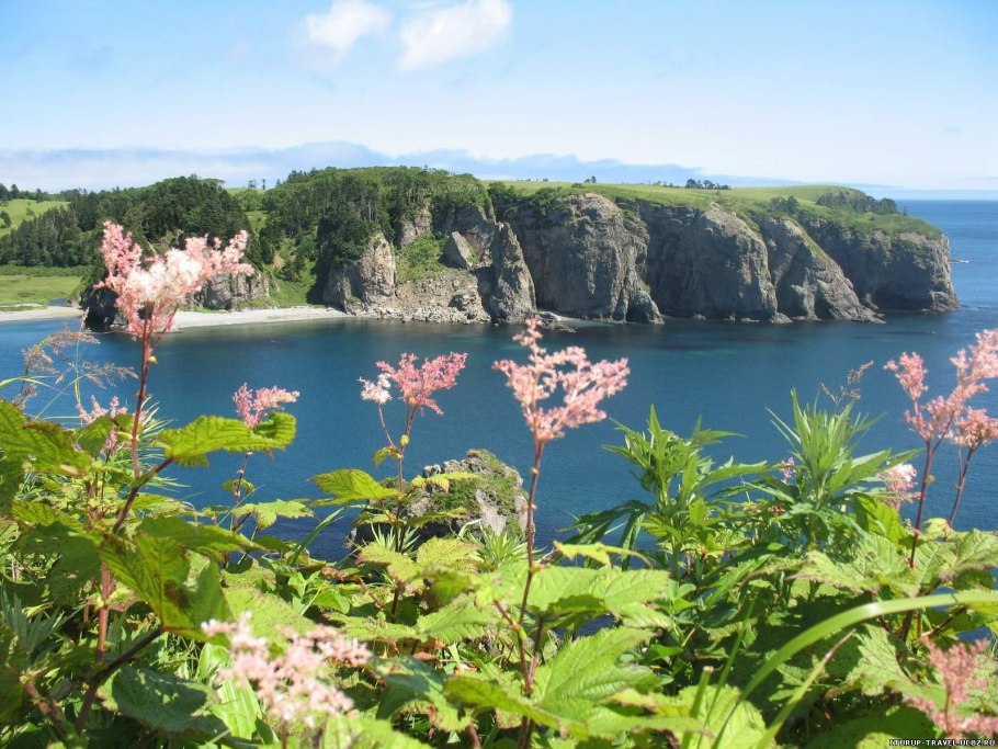 Остров Кунашир деревья