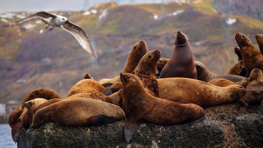 Растительность Сахалина