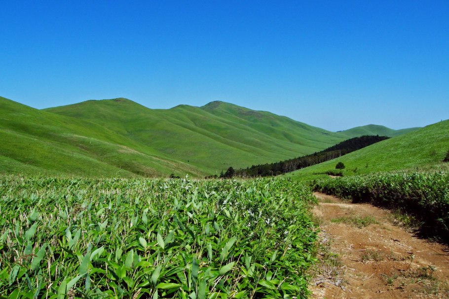 Флора Сахалинской области