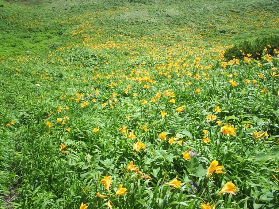 Тундра Красноярского края