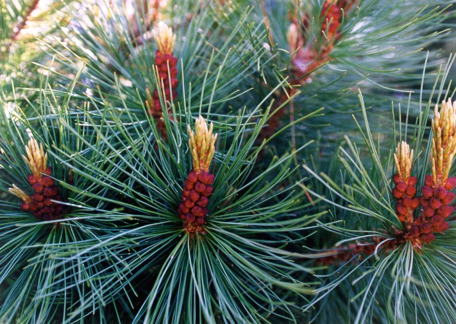 Флора Сахалина