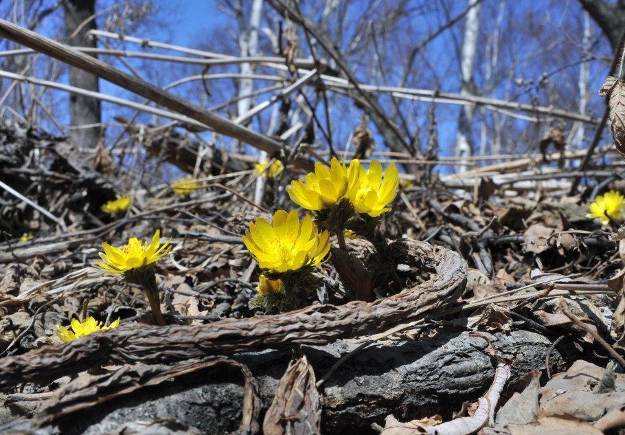 Сахалин природа лес