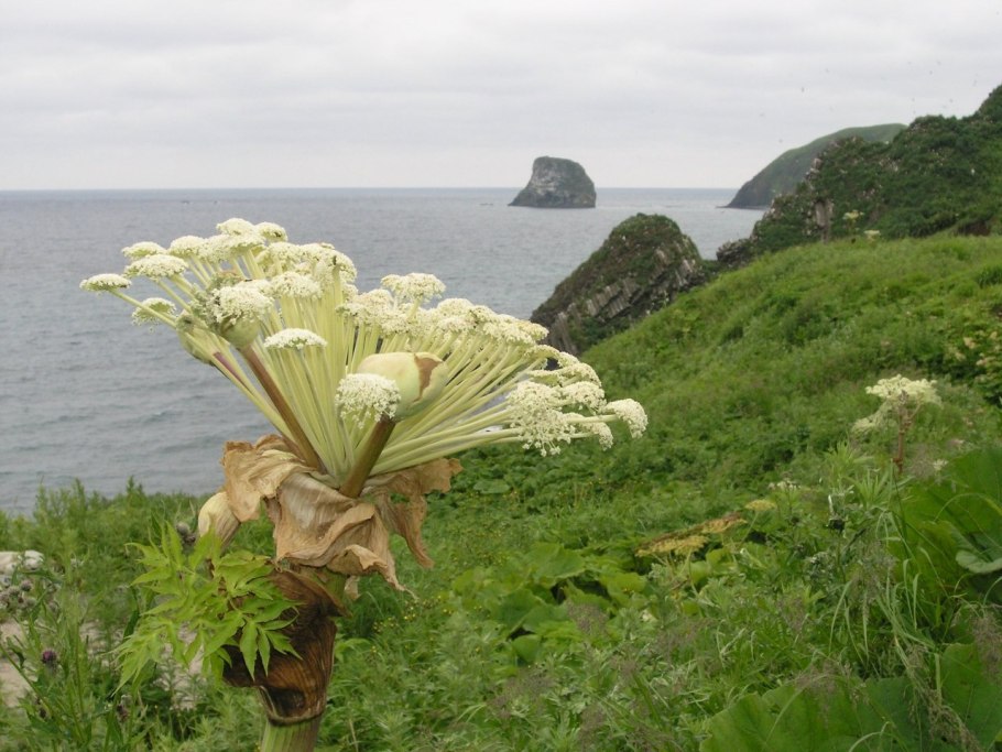 Флора Курильских островов