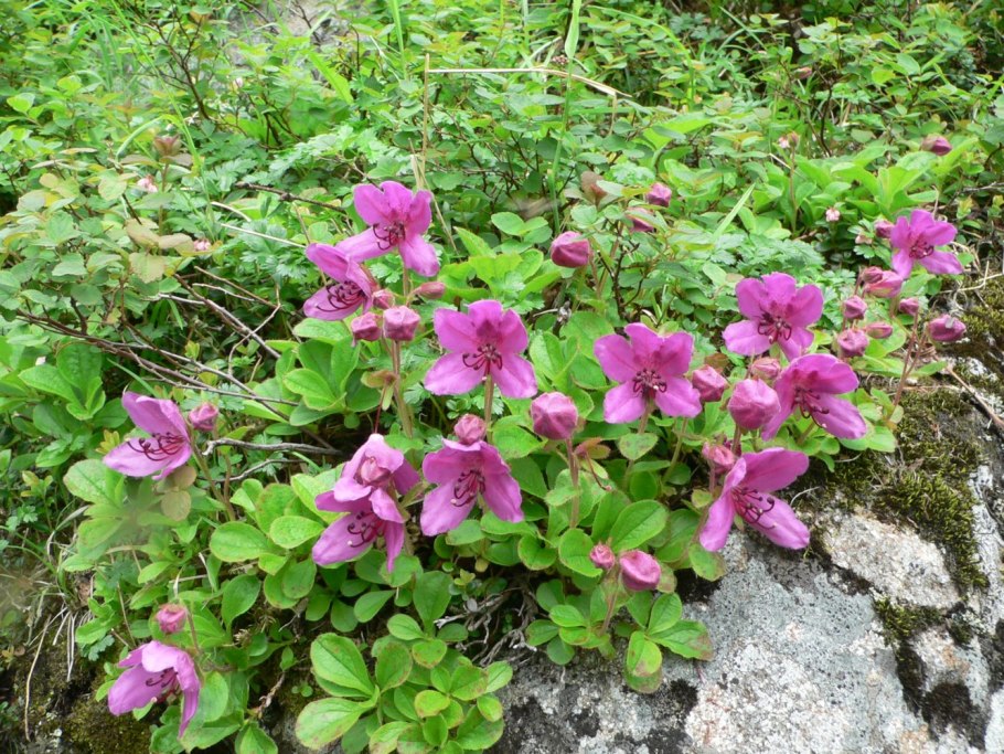 Дудник Медвежий