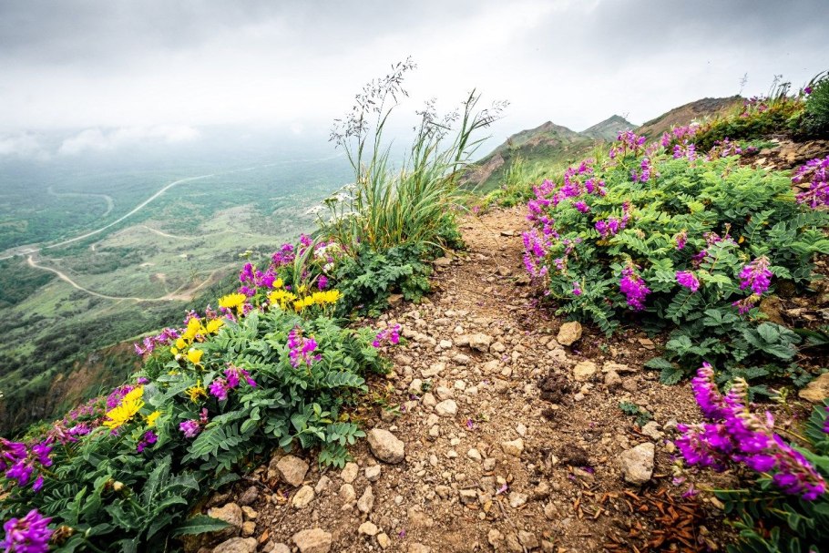 Флора и фауна Сахалина