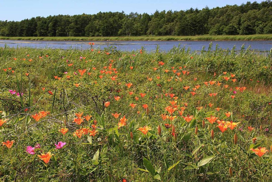 Остров Кунашир леса
