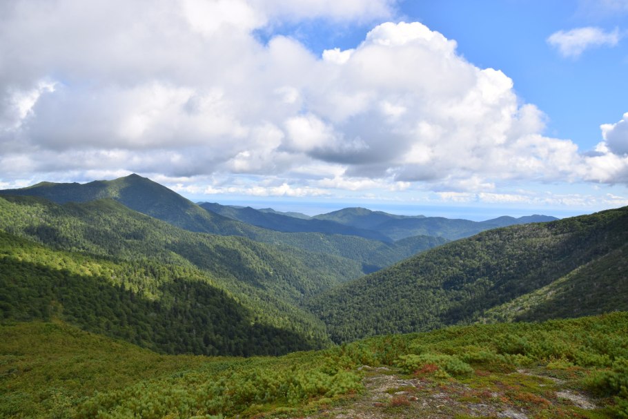 Тис остроконечный Taxus cuspidata