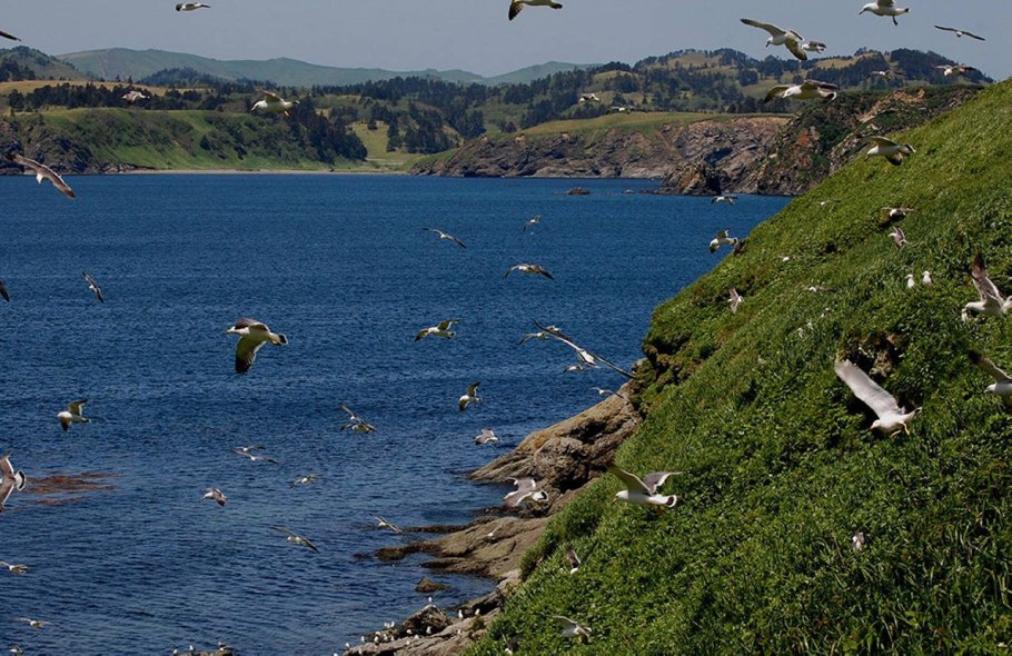 Рододендрон Даурский Дальневосточный