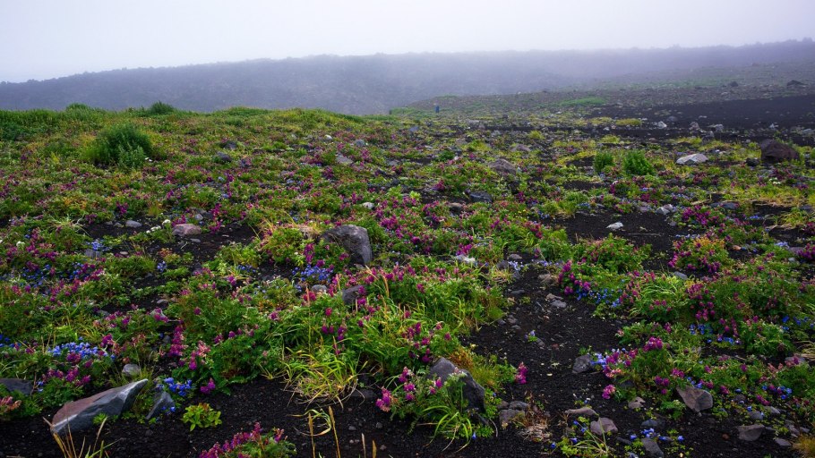 Растительность острова Кунашир