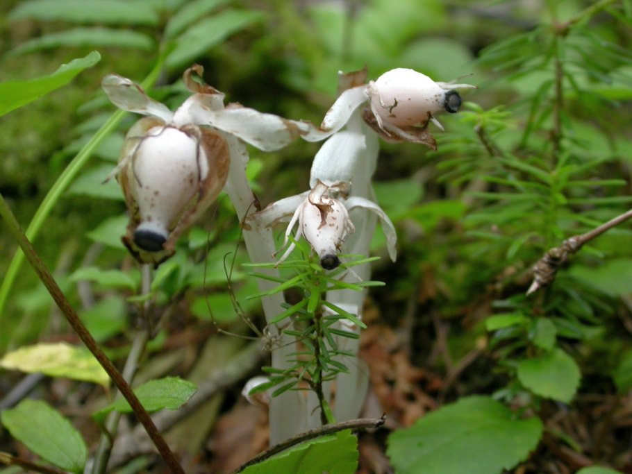 Мыс Бурунный Сахалин