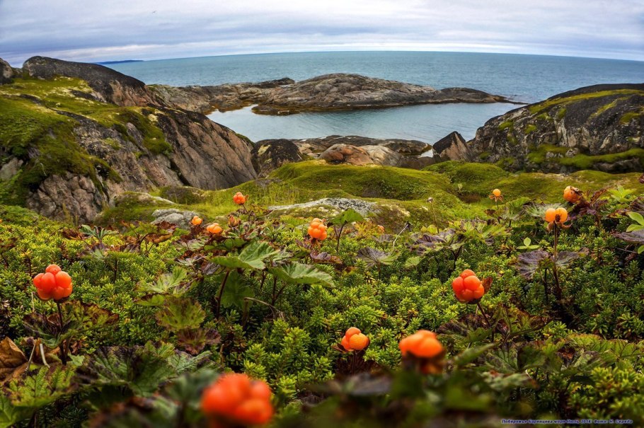 Морошка кольский полуостров