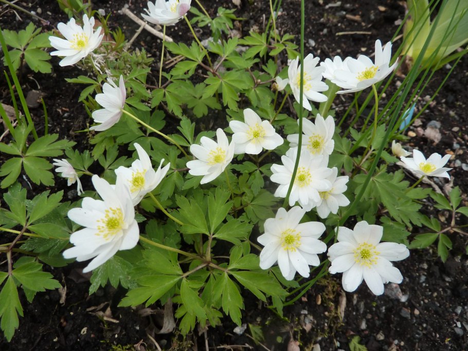 Деревья разрешение PNG анемона Лесная