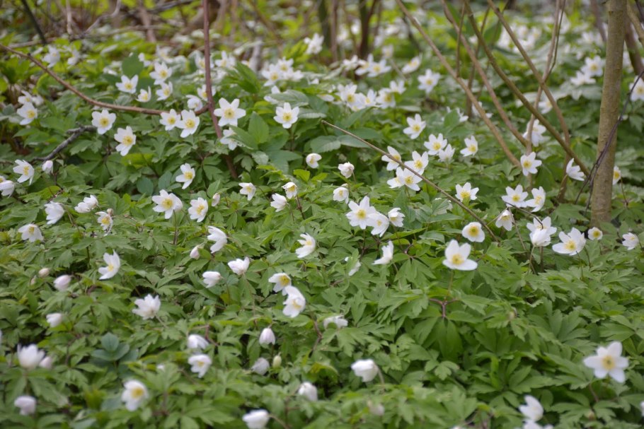 Ветреница (анемона) Лесная (Anemone Sylvestris)