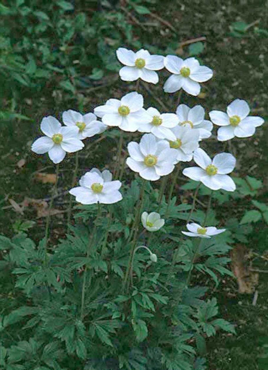 Anemone nemorosa в дикой природе