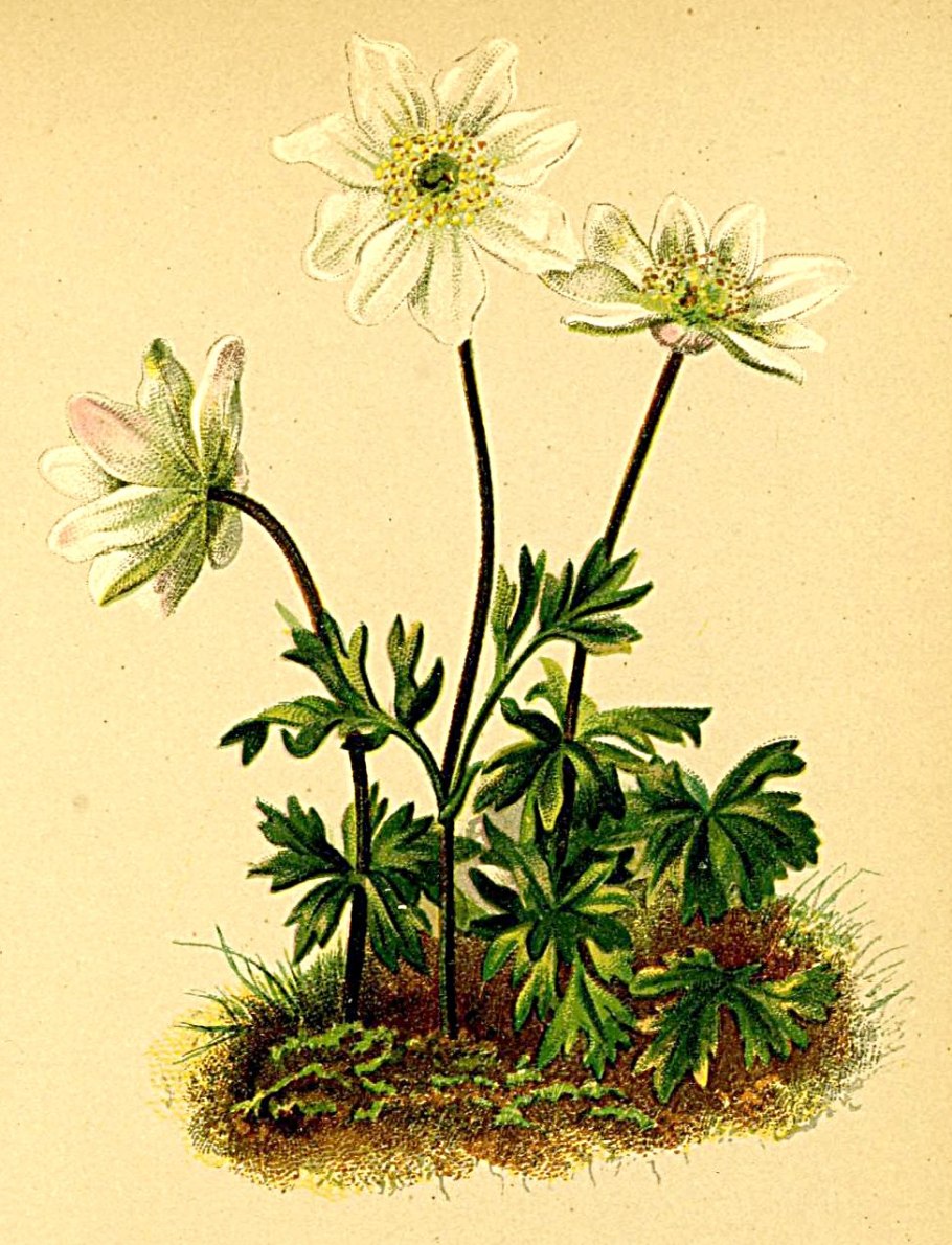 Anemone nemorosa