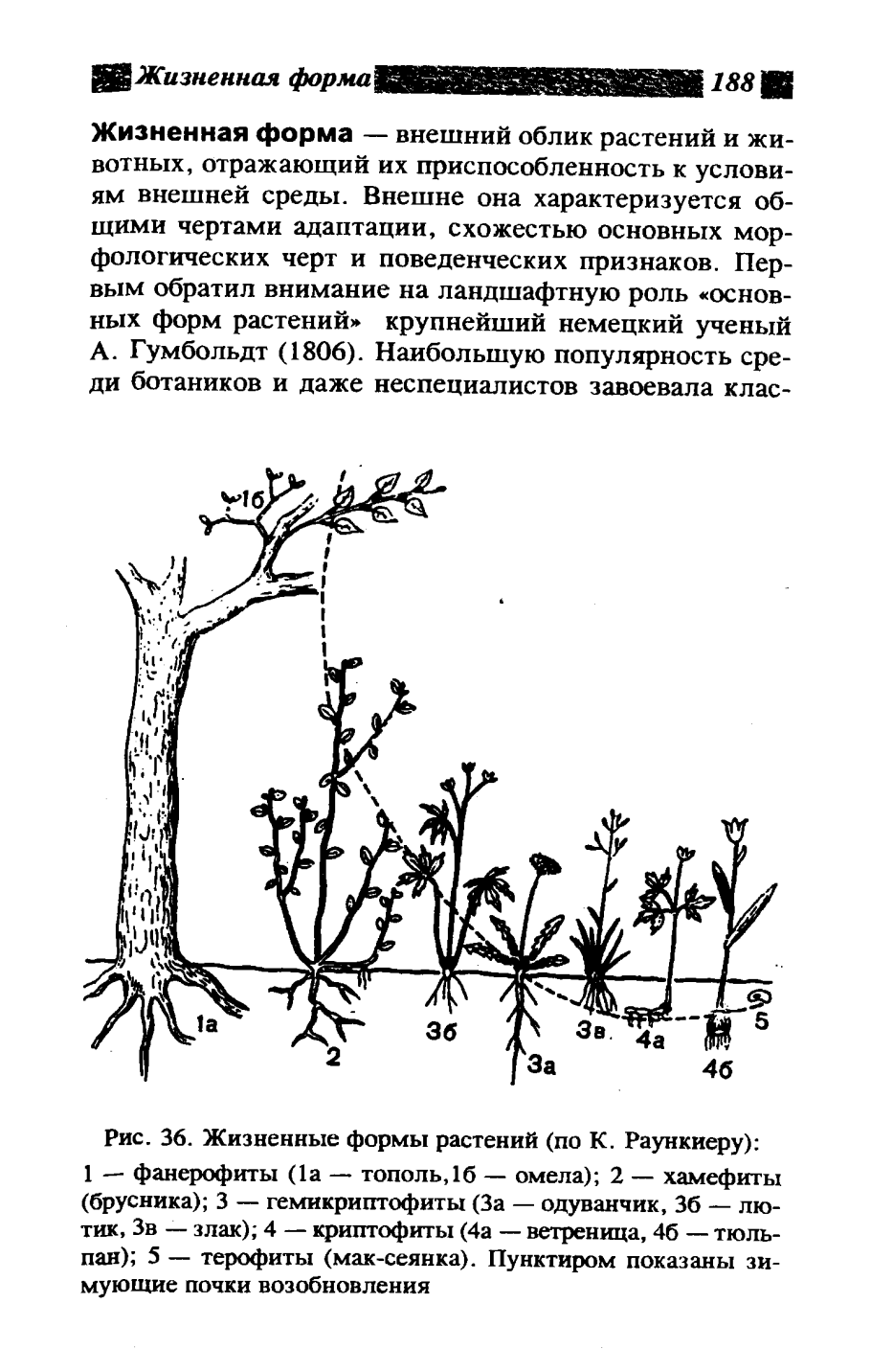 Жизненные формы растений (по к. Раункиеру, 1907):