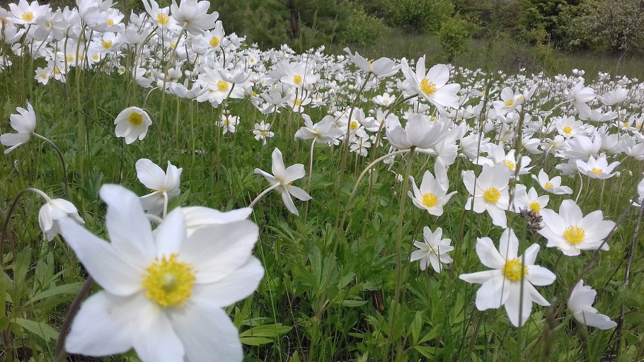 Белый ароматный цветок Лесной