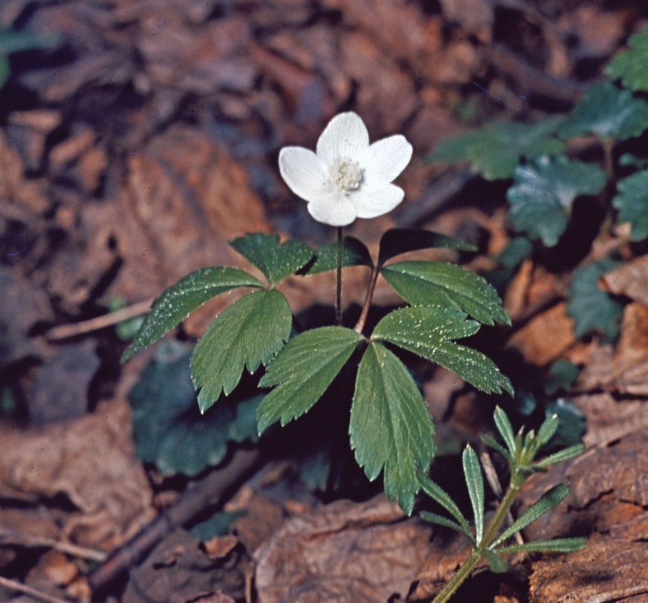 Ветреница Дубравная