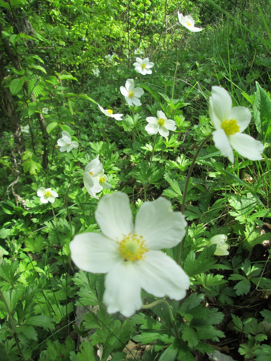 Ветреница белая