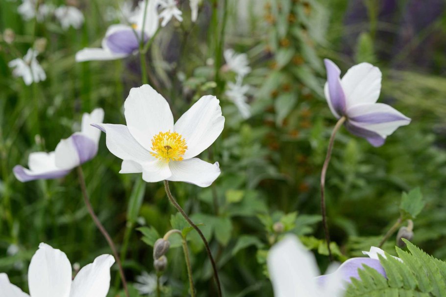 Анемона Весенняя ветреница