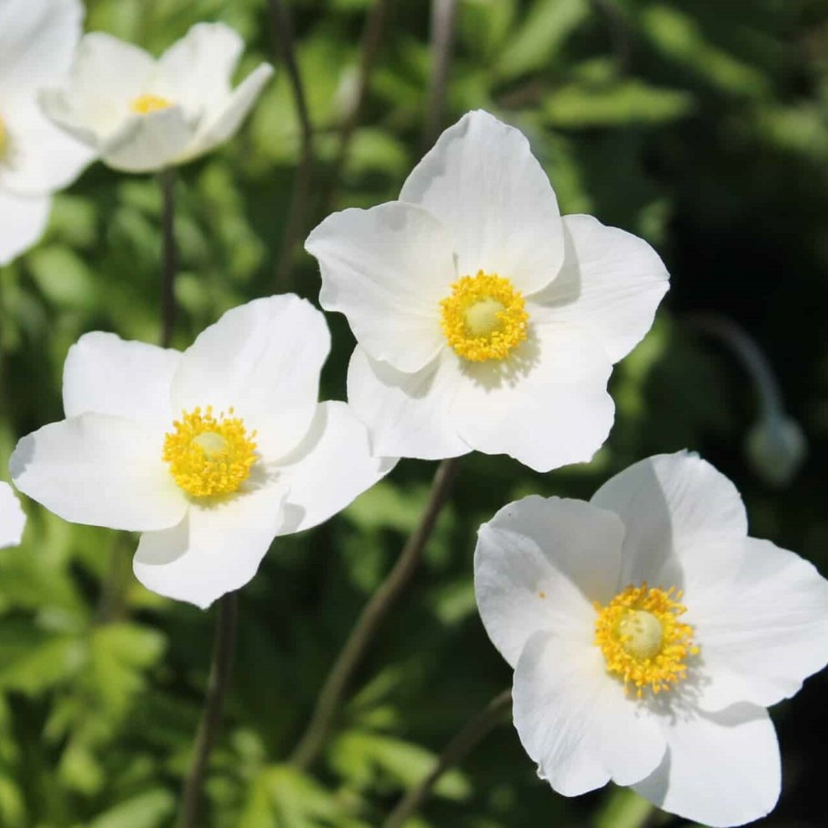 Ветреница лютичная ядовитая