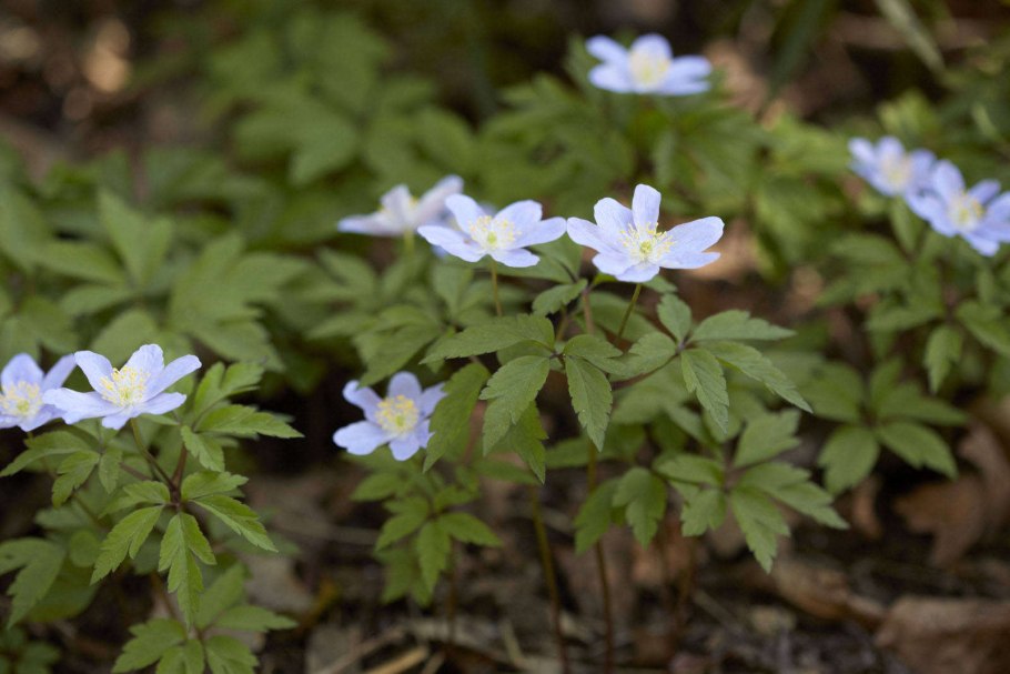 Анемона вилд Сван