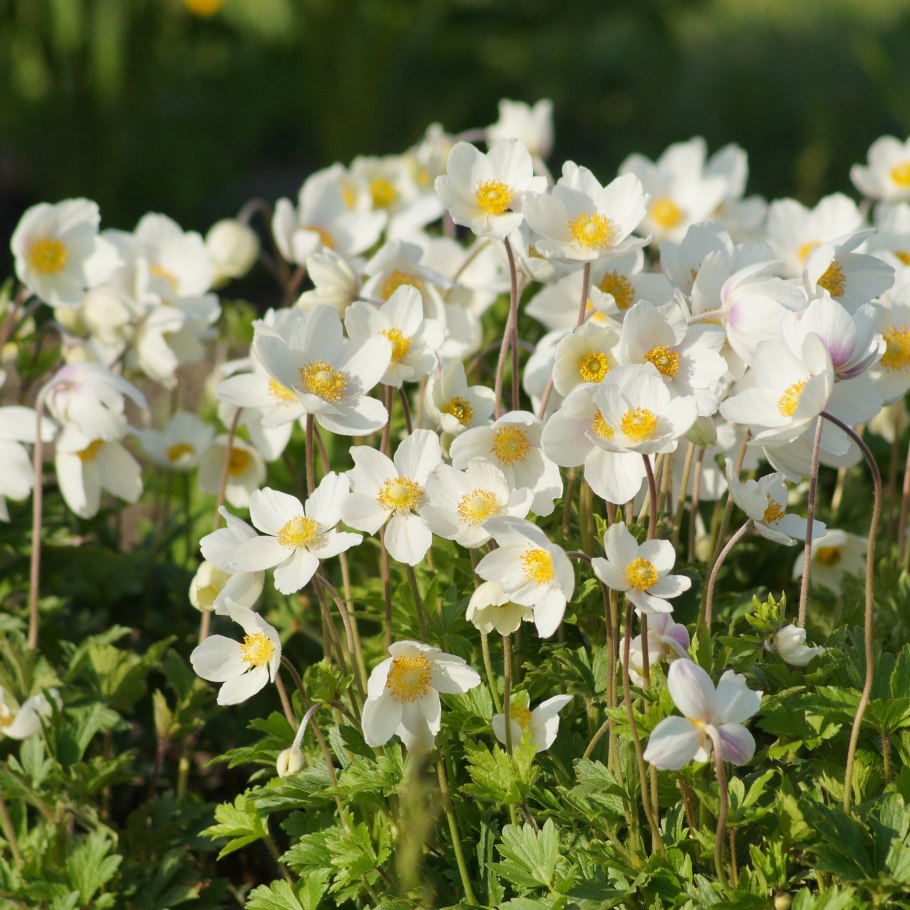 Анемона ветреница