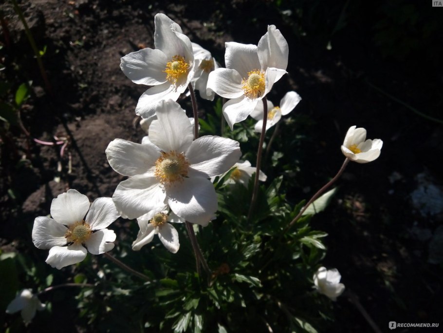 Анемона Сильвестрис