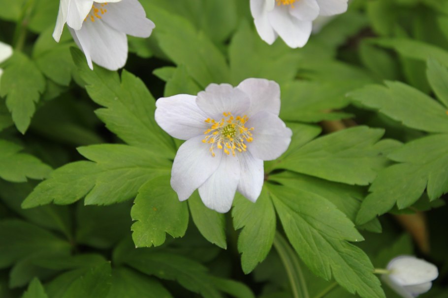 Ветреница Дубравная (Anemone nemorosa)