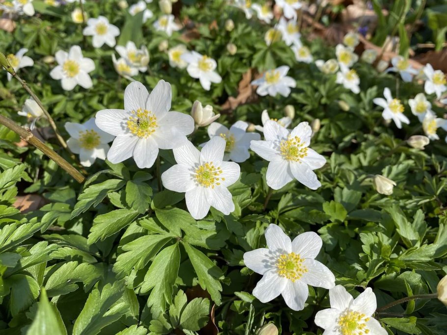 Ветреница хубэйская