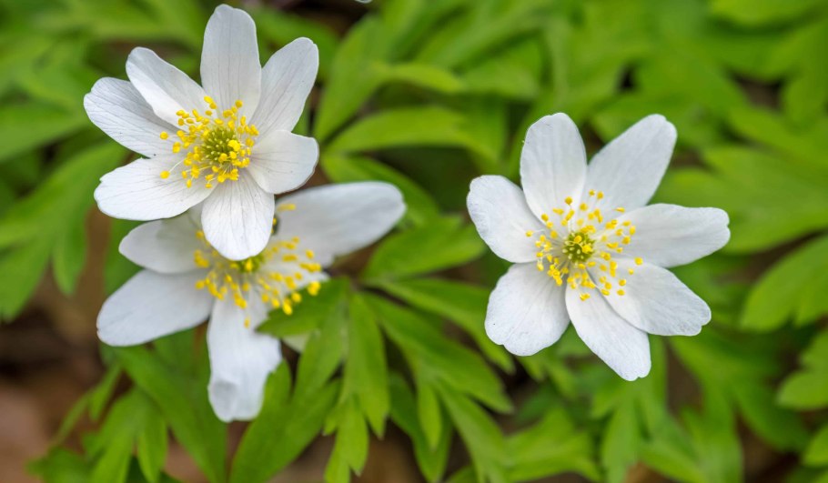 Ветреница пучковая