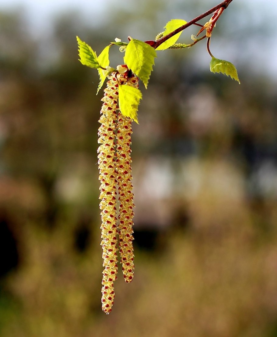 Береза повислая цветки