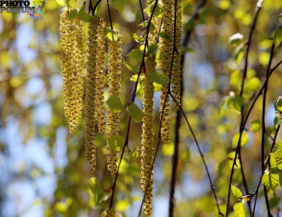 Береза повислая цветение