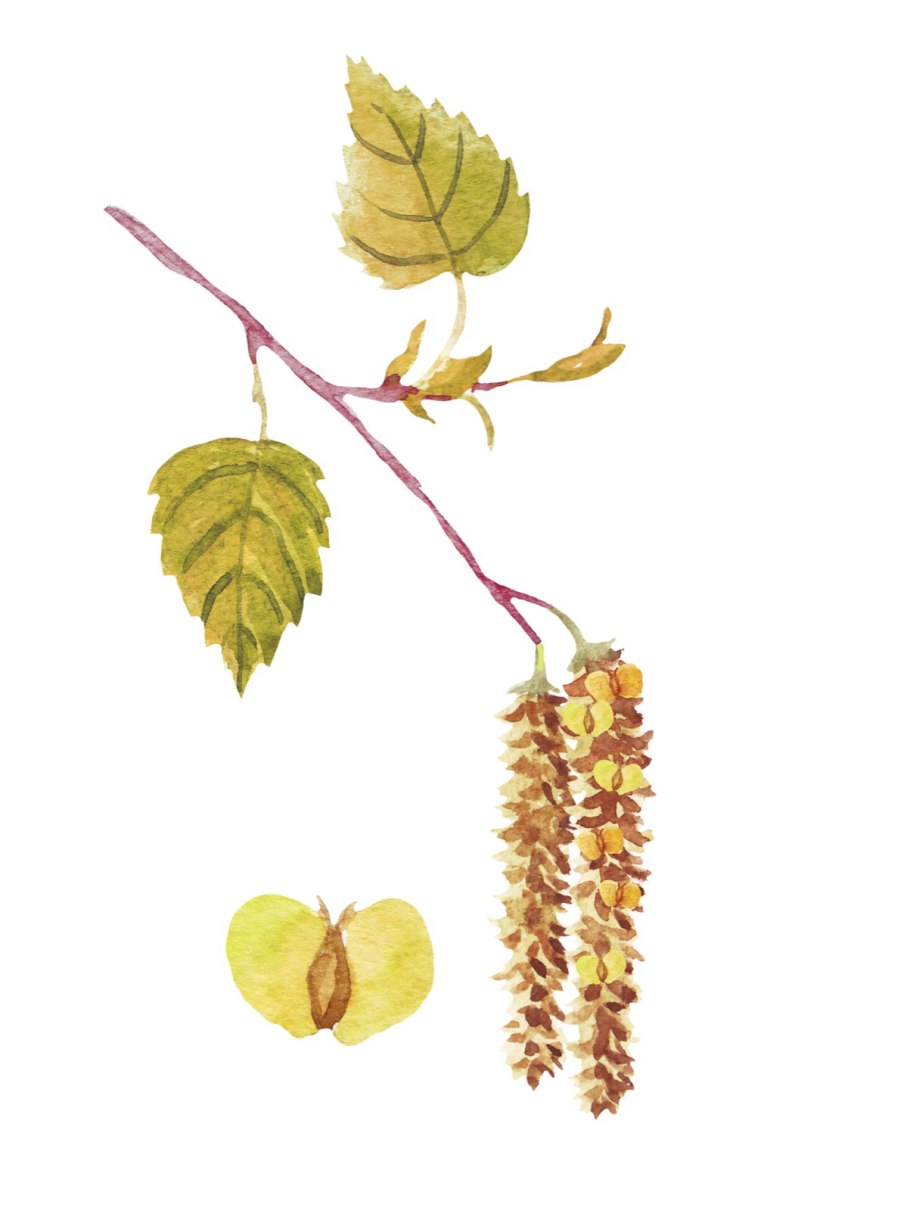 Береза повислая семена