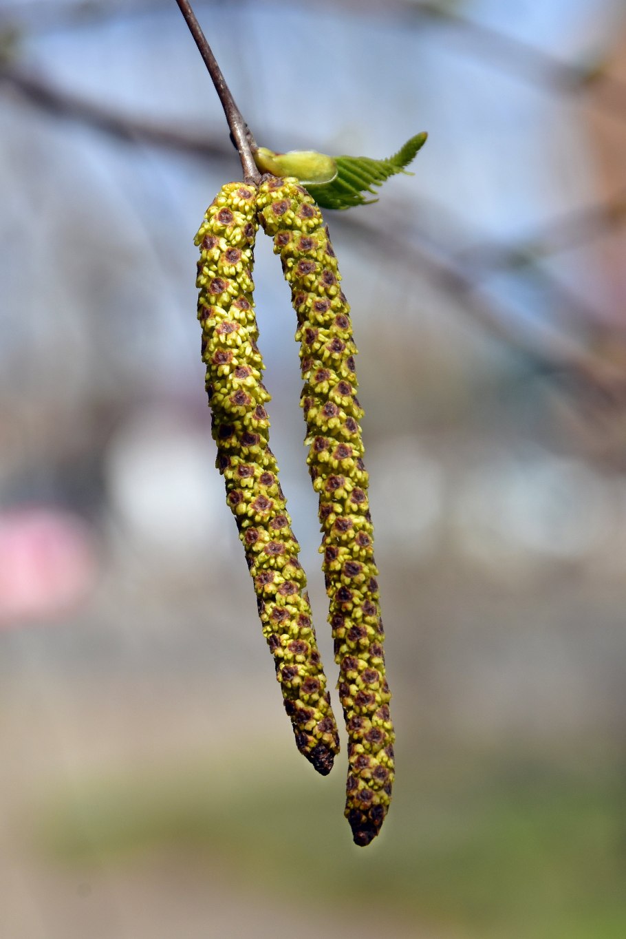 Береза повислая семена